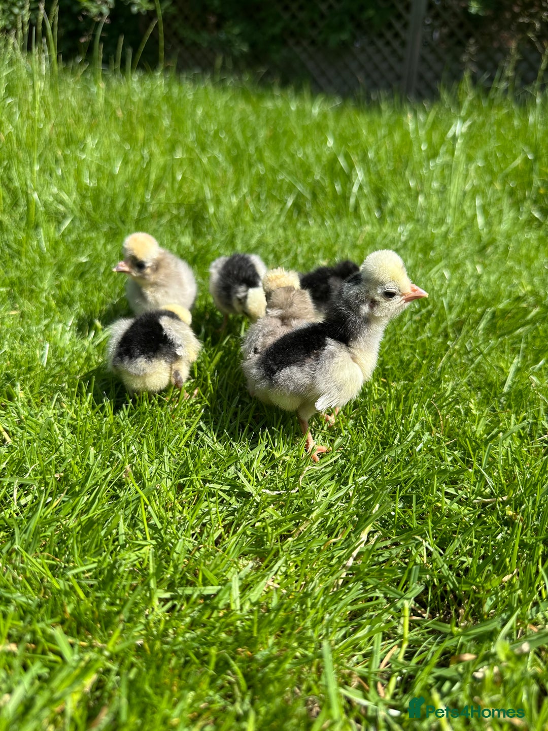 Chickens poultry for sale: Day old pure breed chicks  - Image 3