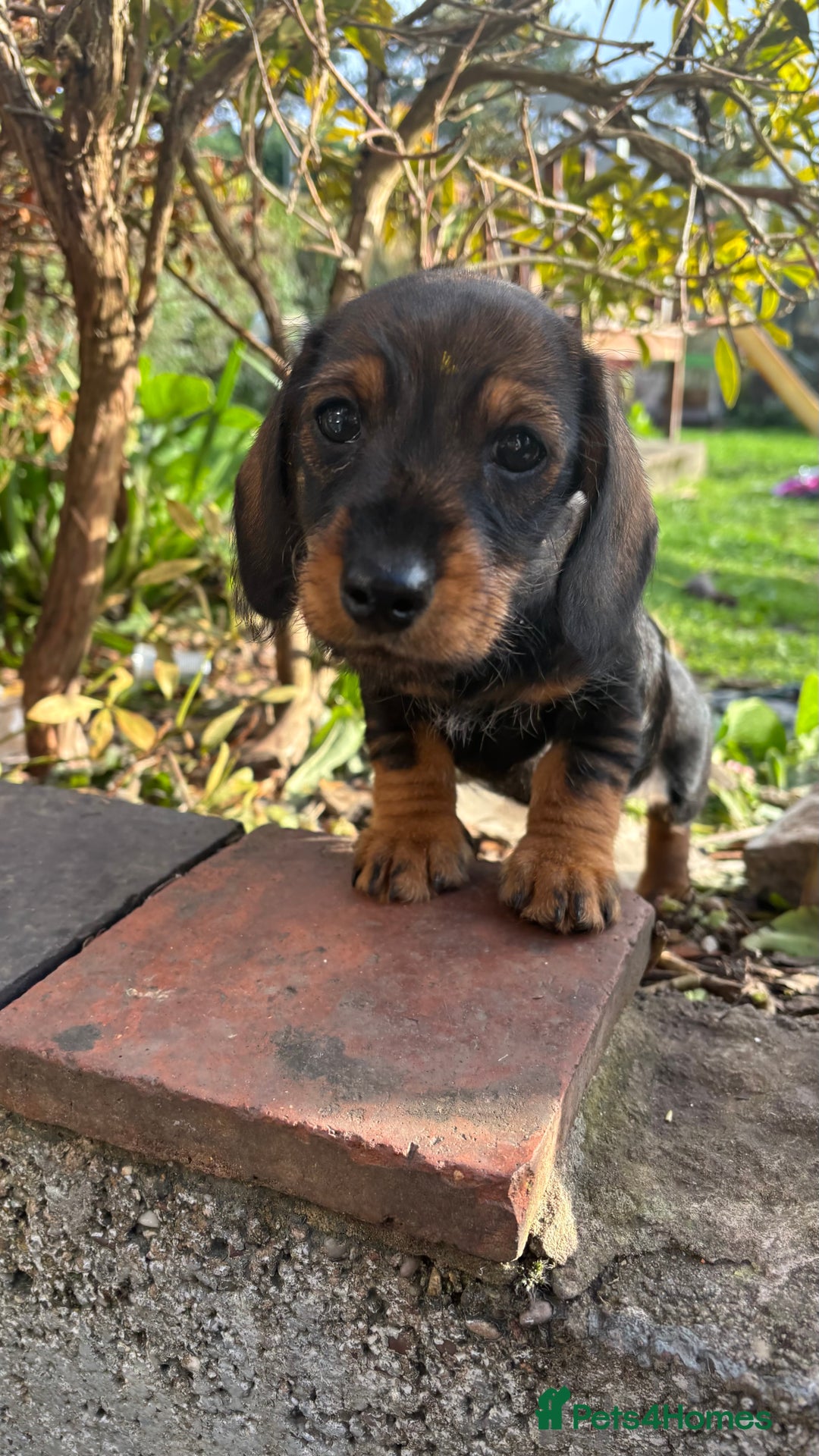 Dachshund dogs for sale: READY NOW ABSOLUTELY GORGEOUS MINI DACHSHUNDS  - Image 5