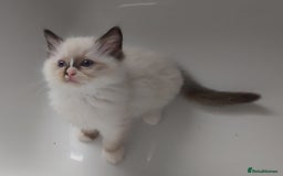 Ragdoll cats for sale: RAGDOLLS GIRLS BOYS BICOLOUR SEAL POINT BLUE EYES  - Image 16