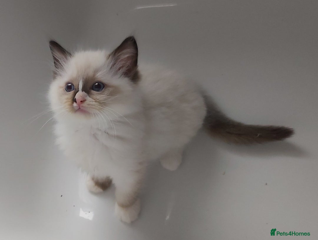 Ragdoll cats for sale: RAGDOLLS GIRLS BOYS BICOLOUR SEAL POINT BLUE EYES  - Image 16