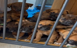 Mixed Breed dogs for sale: Japanese Bear-headed Akita X Dobermann hybrids  - Image 2