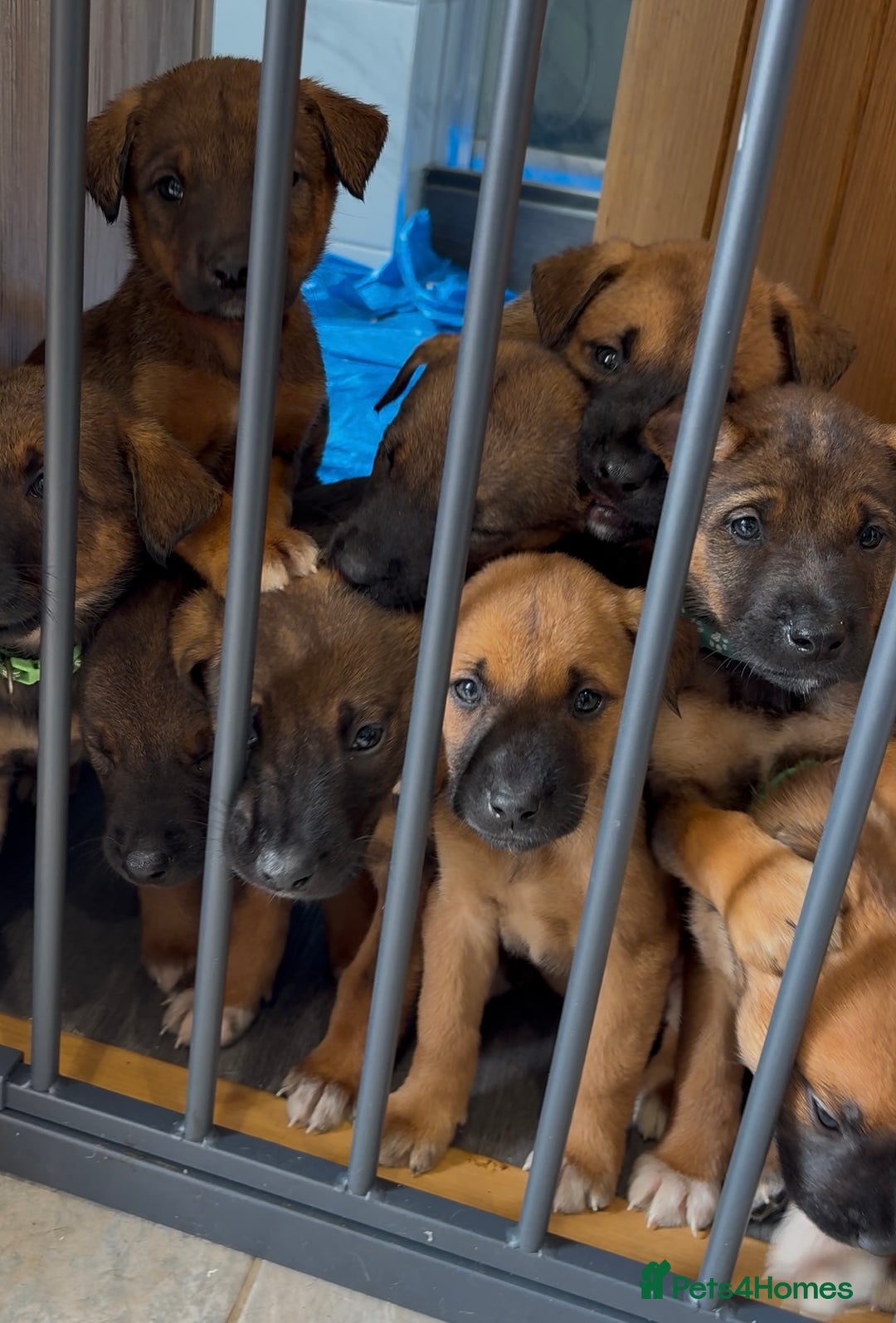 Mixed Breed dogs for sale: Japanese Bear-headed Akita X Dobermann hybrids  - Image 2