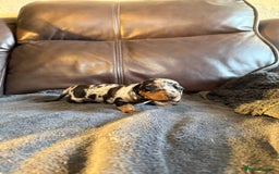 Dachshund dogs for sale: Beautiful standard dachshund puppies ❤️ - Image 6