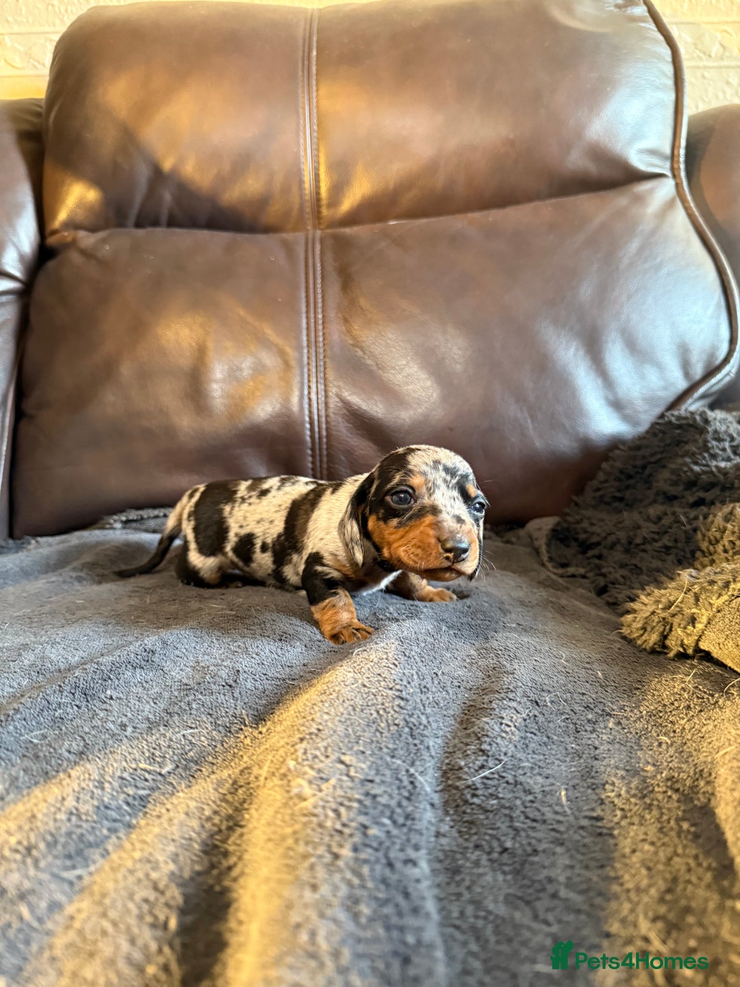 Dachshund dogs for sale: Beautiful standard dachshund puppies ❤️ - Image 6