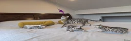 Bengal cats for sale: 🤍🤎🖤 GORGEOUS BENGAL KITTENS 🖤🤎🤍 - Advert 1