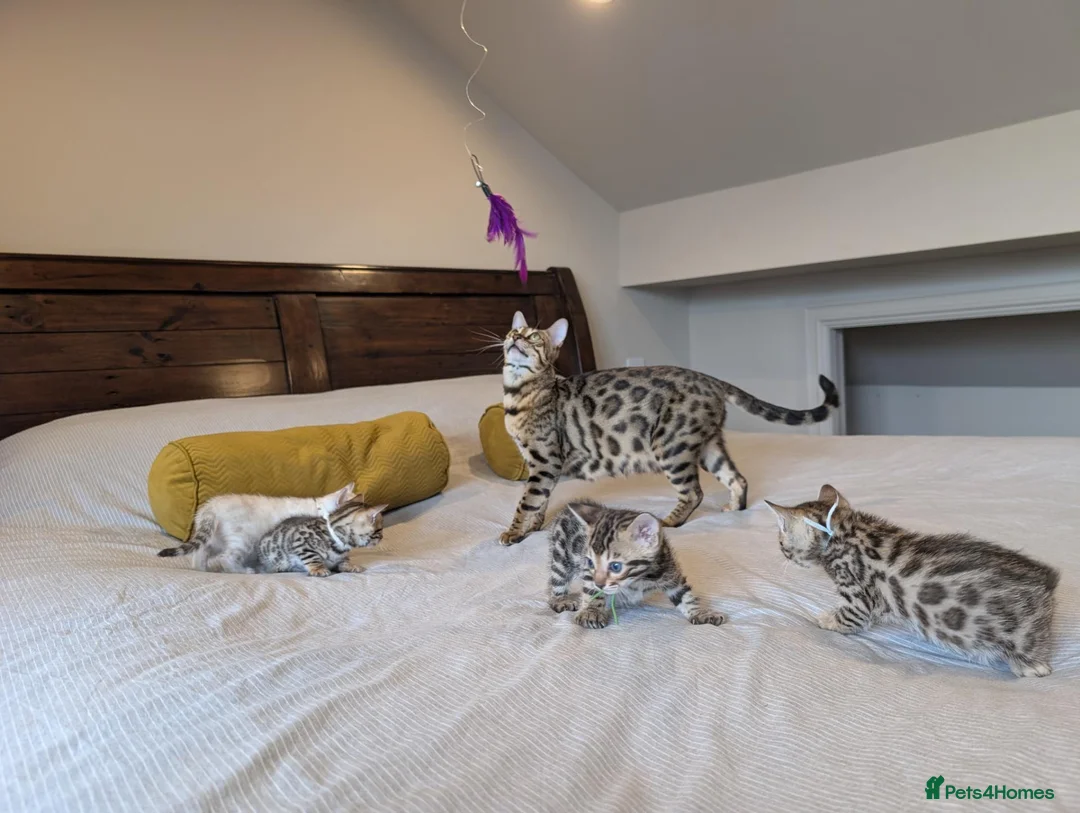 Bengal cats for sale: 🤍🤎🖤 GORGEOUS BENGAL KITTENS 🖤🤎🤍 - Advert 1