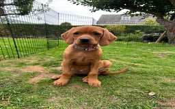 Mixed Breed dogs for sale: Beautiful Vizslador Puppy - Image 2