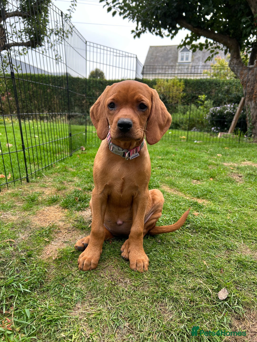 Mixed Breed dogs for sale: Beautiful Vizslador Puppy - Image 2