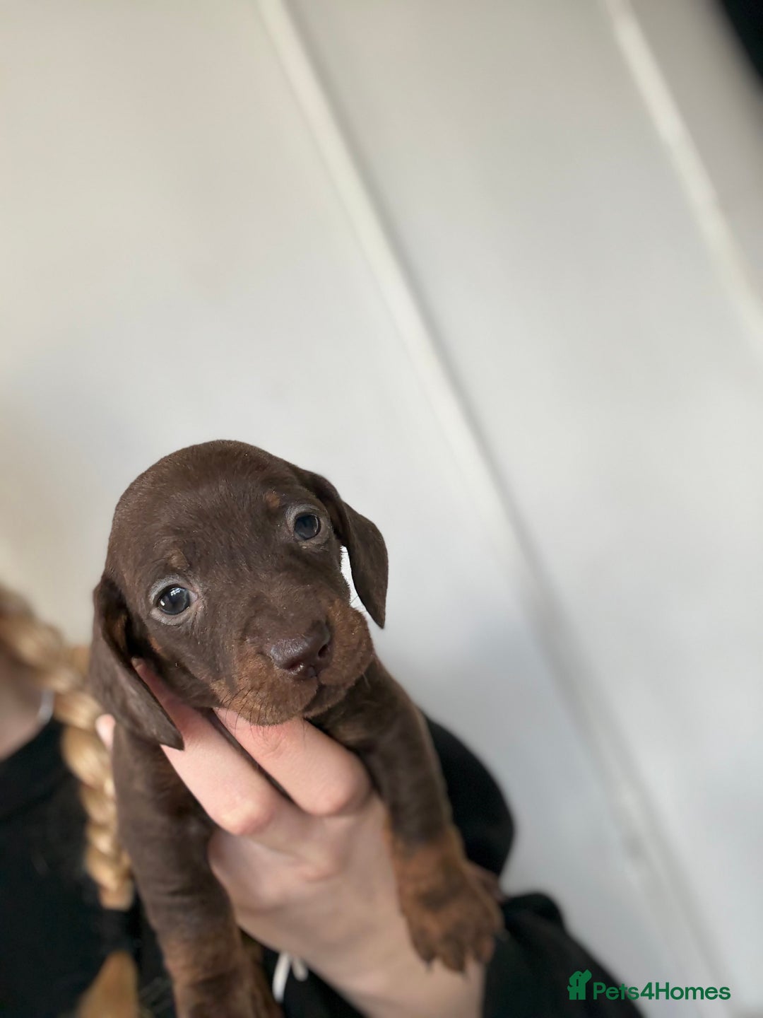 Miniature Dachshund dogs for sale: 3 Miniature dachshunds ⭐️1 GIRL, 2 BOYS⭐️ - Advert 7