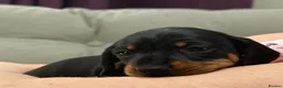 Miniature Dachshund dogs for sale: Miniature Smooth KC reg quality pups  - Advert 5