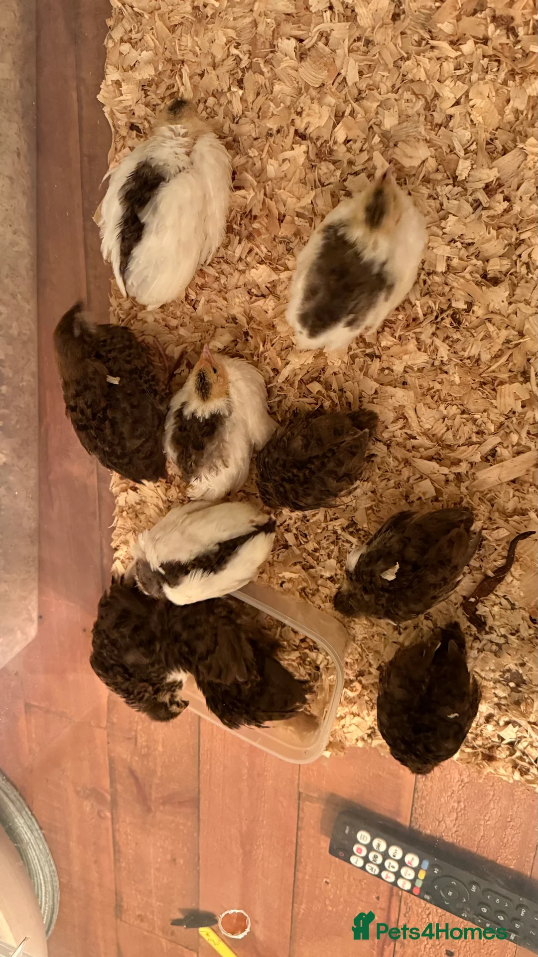 Quail poultry for sale: 🩵Celadon Coturnix quail chicks 💙 - Advert 17