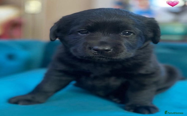 Labrador Retriever dogs - Advert 3