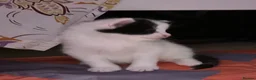 Mixed Breed cats for sale: My cat gave birth to cute 4 kittens  - Advert 20