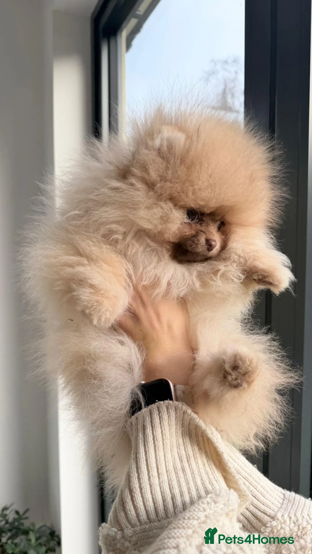 Pomeranian dogs for sale: Stunning Pom Girl for sale - Advert 2