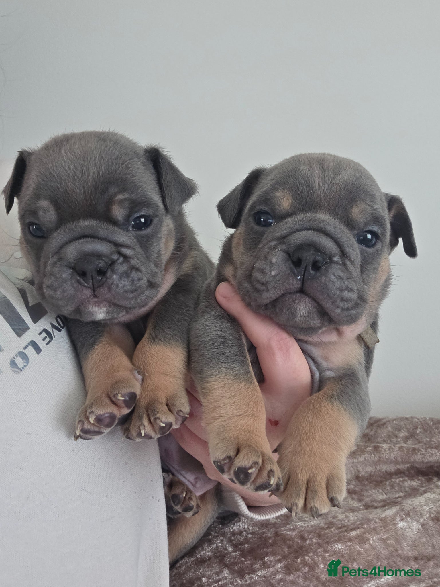 English Bulldog dogs british bulldog pups - Advert 4