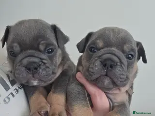 English Bulldog dogs british bulldog pups - Advert 4