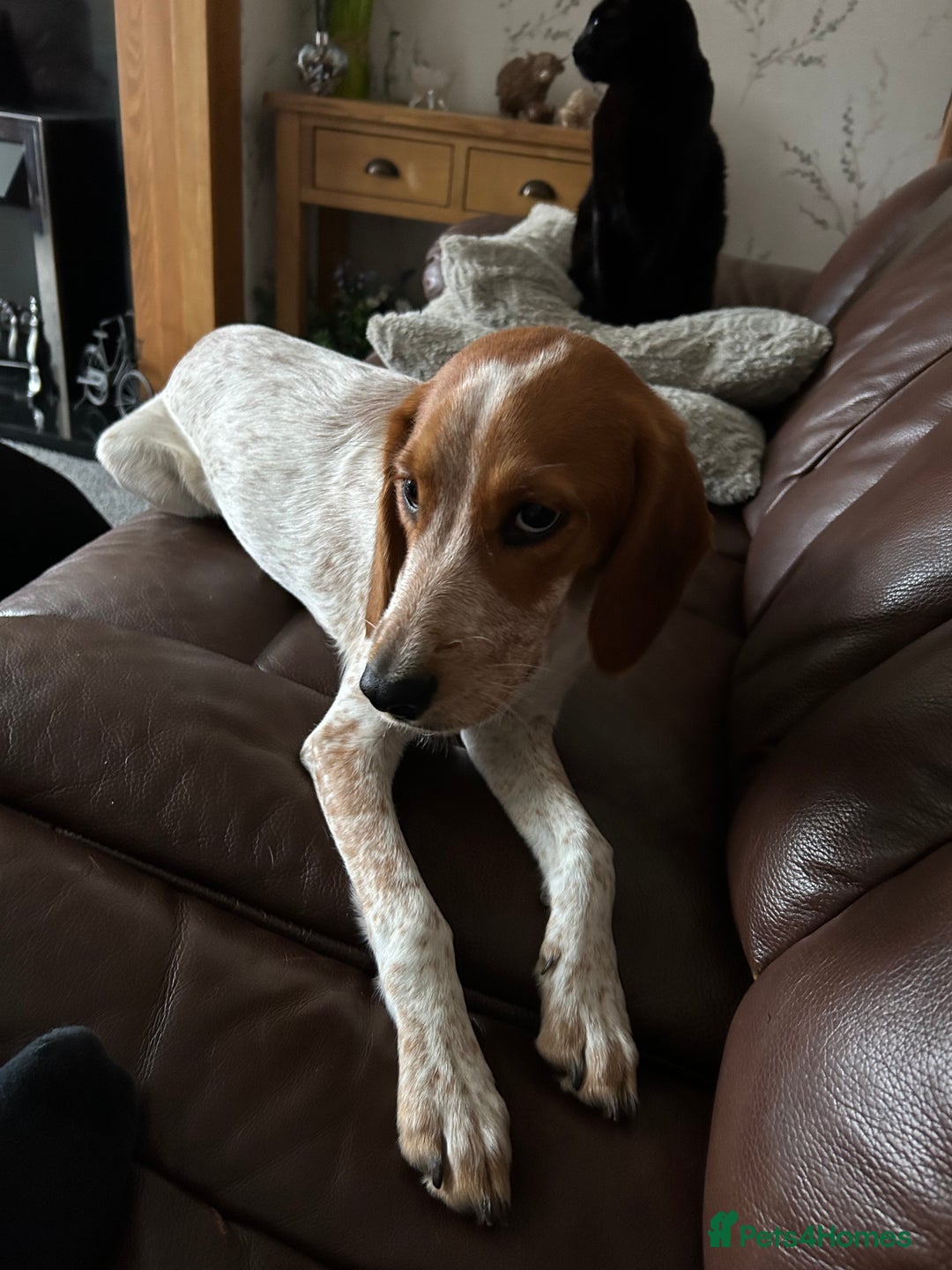 Mixed Breed dogs for sale: 7 months old cocker x bitch - Image 3
