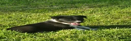 Border Collie dogs for sale: Border collie pups looking for new home - Advert 22