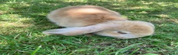 French Lop rabbits for sale: French Lop Bunnies in London - Advert 11