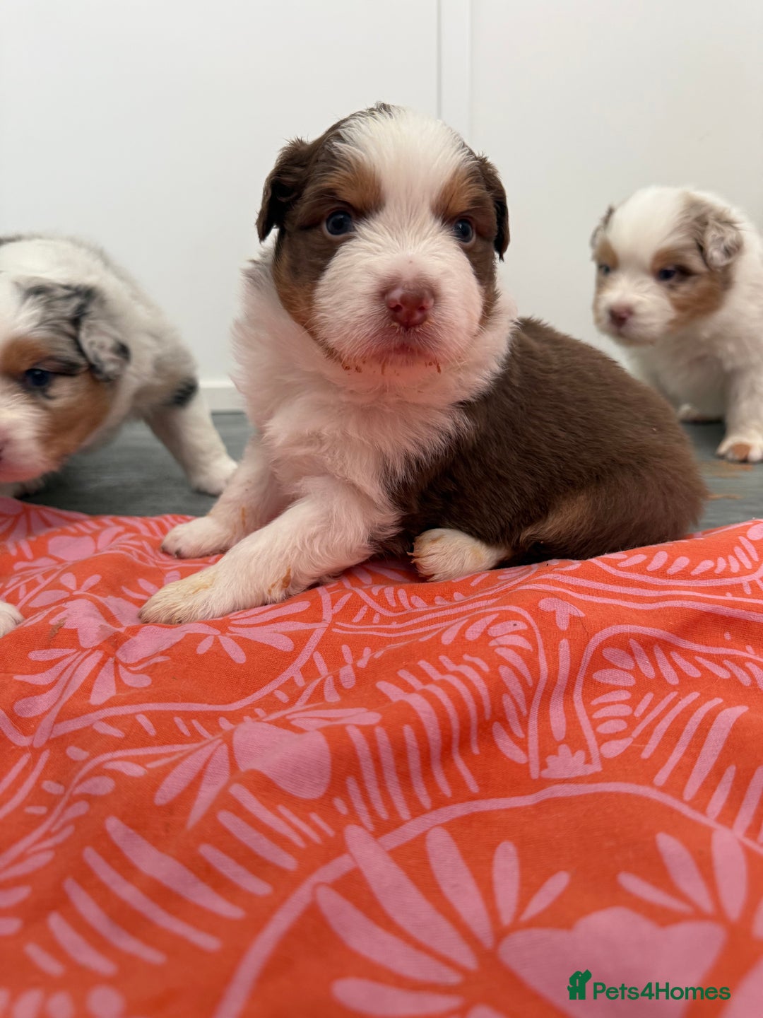 Australian Shepherd dogs for sale: Beautiful Australian Shepherd Puppies, 4 week old. - Image 10