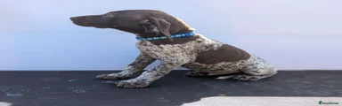 German Shorthaired Pointer 1