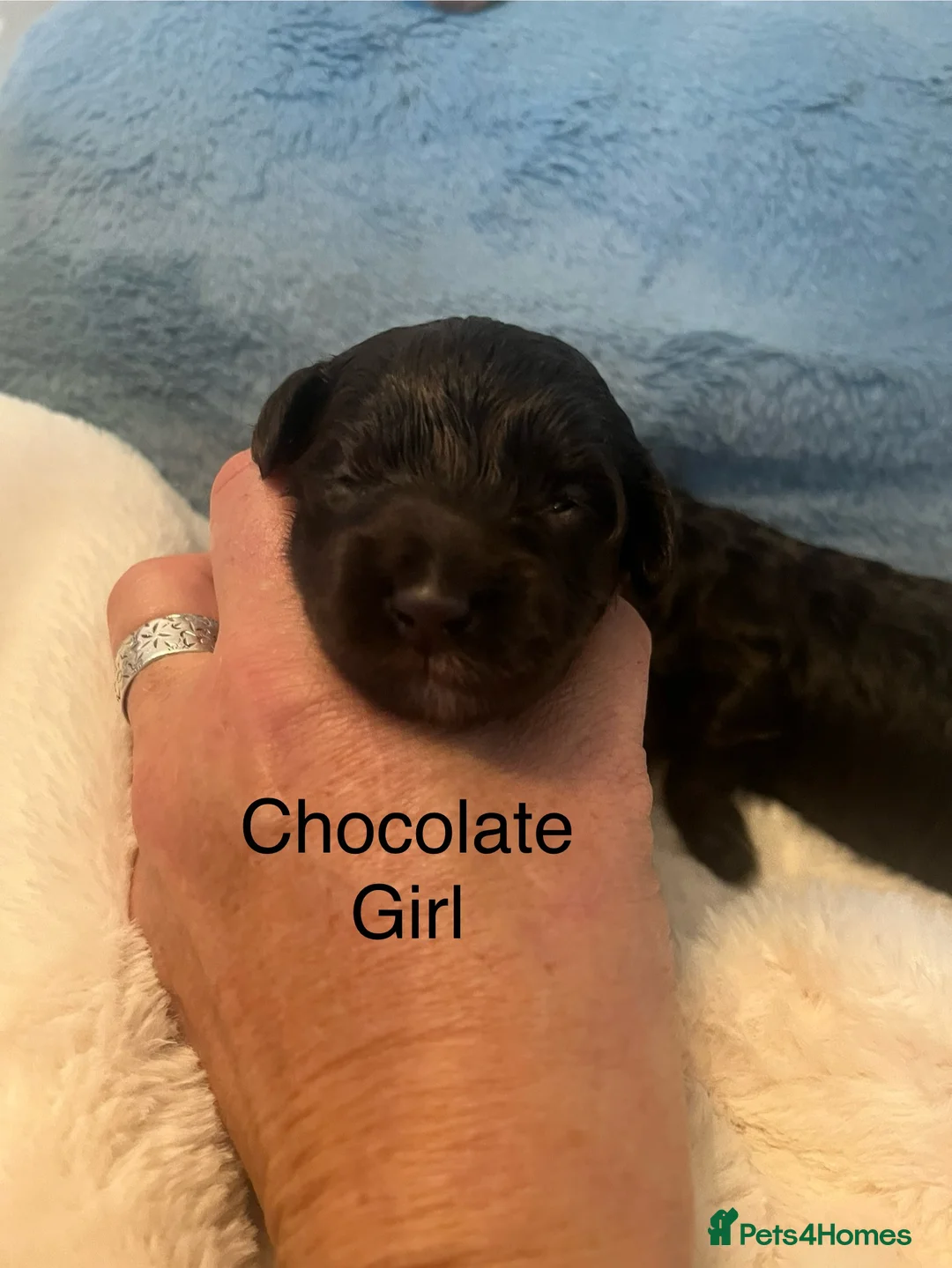 Toy Poodle dogs for stud: K.C Chocolate ToyPoodle at Stud in Coventry - Advert 21