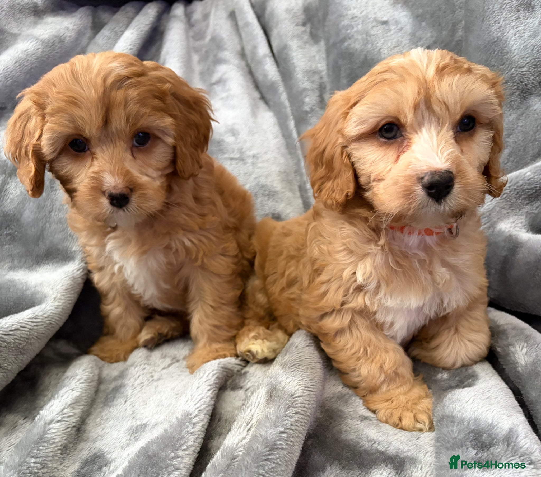 Cavapoo dogs EXTENSIVELY HEALTH TESTED F1 CAVAPOO BABIES  - Advert 1