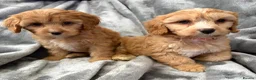 Cavapoo dogs for sale: EXTENSIVELY HEALTH TESTED F1 CAVAPOO BABIES  - Advert 5