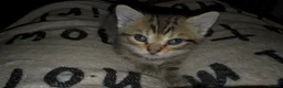 Bengal cats for sale: Cashmere bengals - Advert 14
