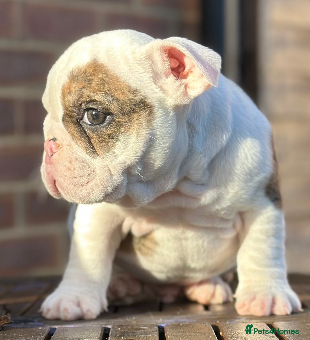 English Bulldog dogs for sale: 🌟Ready Now!🌟 - Advert 11