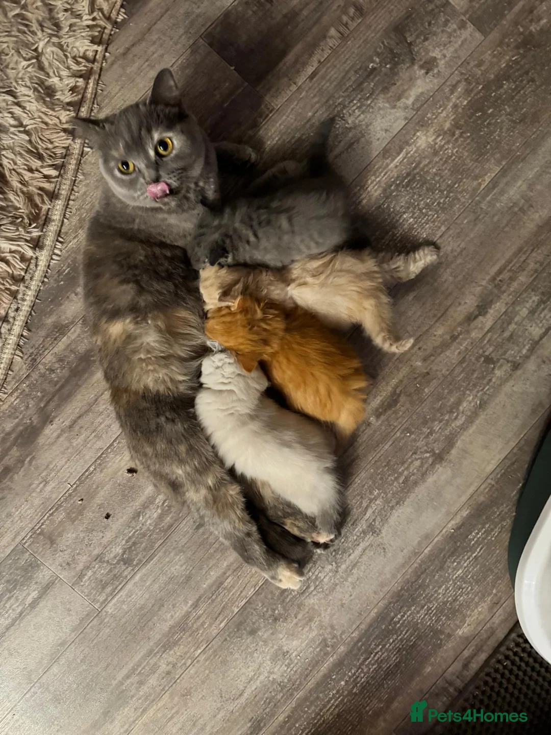 British Shorthair cats for sale: Unique Pedigree Kittens - Advert 2