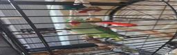 Parakeets birds for sale: Alexandrian Parakeet for sale (not tamed) in Birmingham - Advert 3