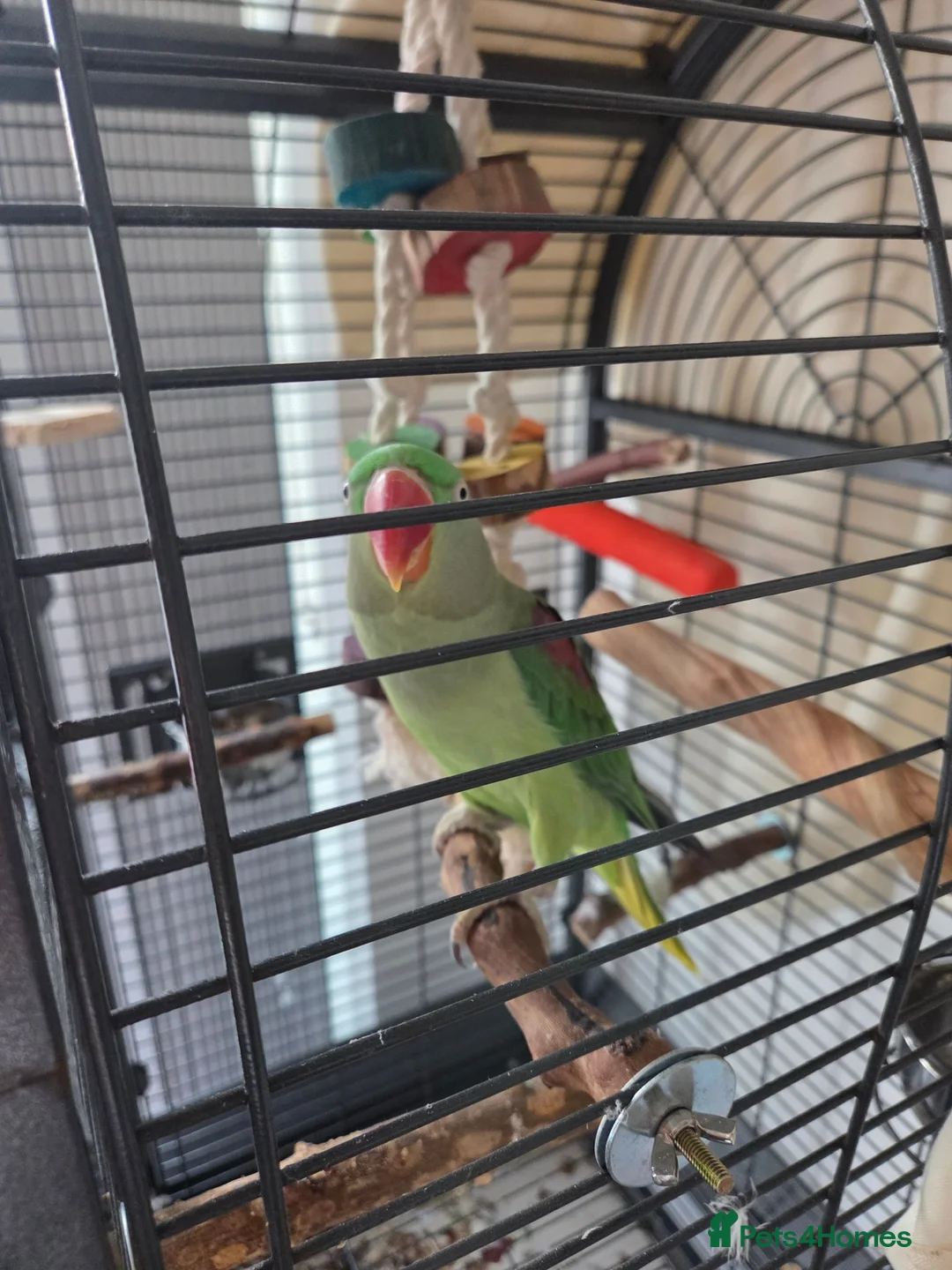 Parakeets birds for sale: Alexandrian Parakeet for sale (not tamed) in Birmingham - Advert 3