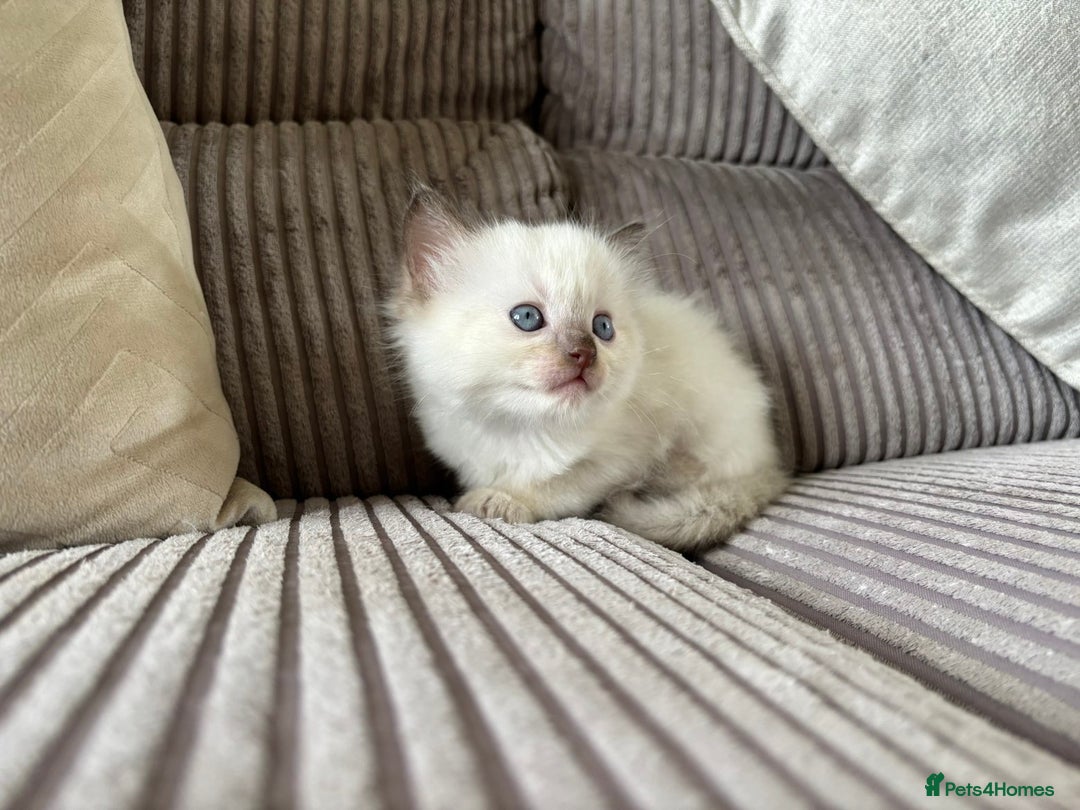 Ragdoll cats for sale: 2 BAby ragdolls ready NOW !! - Image 5