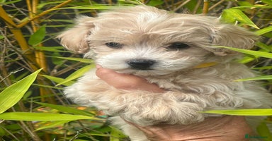 Maltipoo dogs - Advert 8