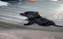 Cockapoo dogs for sale: Milo the pup - Image 2