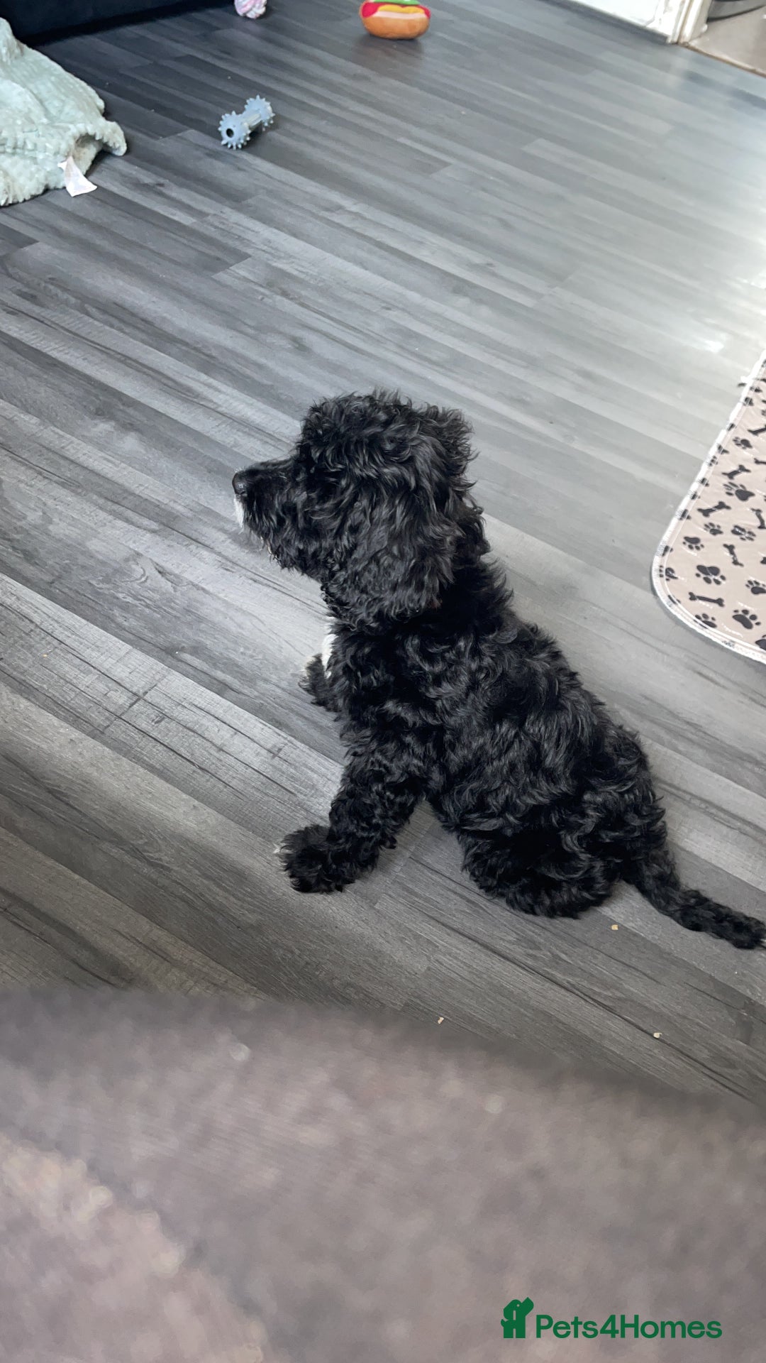 Cockapoo dogs for sale: Milo the pup - Image 2