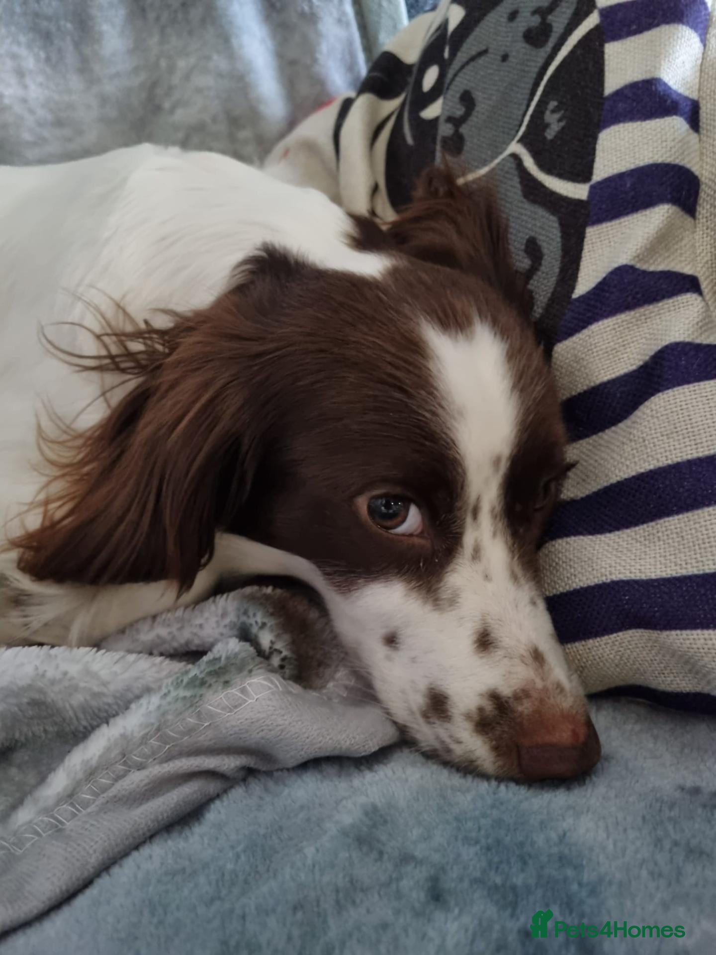 Cocker Spaniel dogs for sale: Cocker Spaniel Puppies (2 REMAINING) - Advert 3