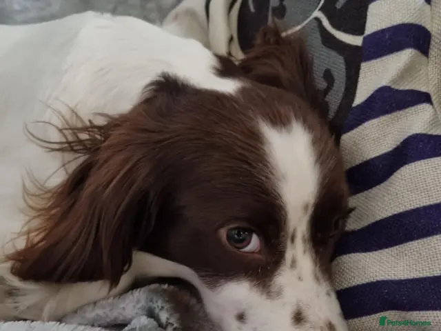 Cocker Spaniel dogs for sale: Cocker Spaniel Puppies (2 REMAINING) - Advert 3