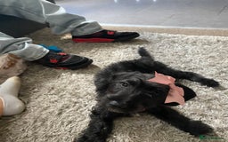 Mixed Breed dogs for sale: Beautiful dachshund for sale  - Image 3