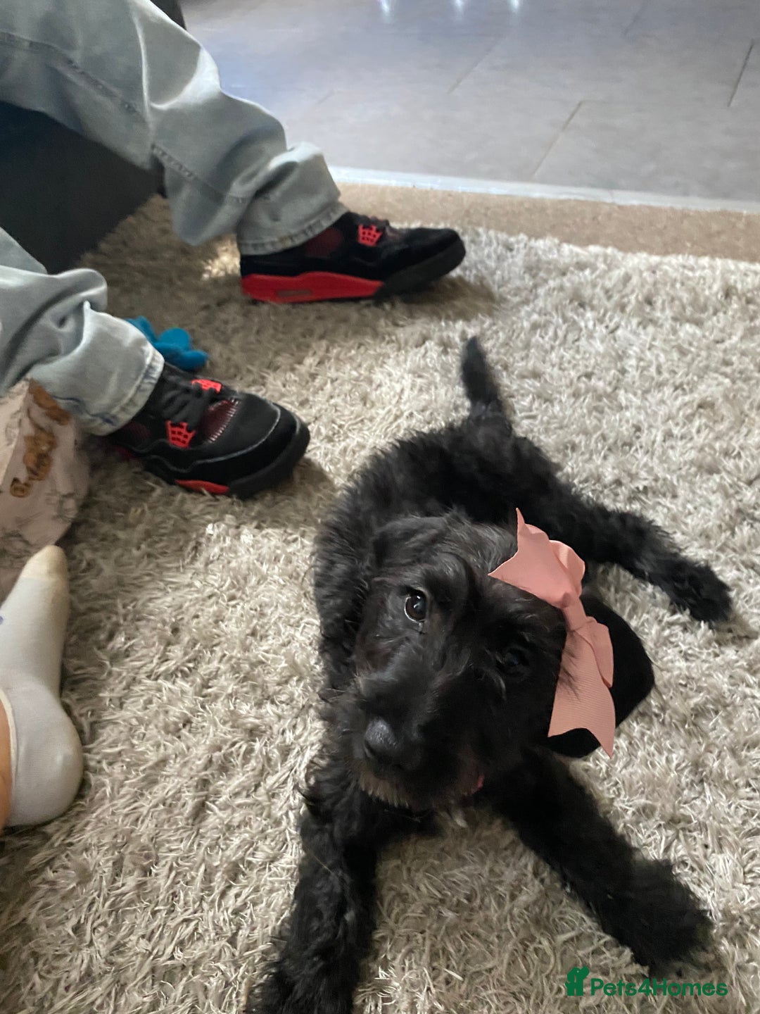 Mixed Breed dogs for sale: Beautiful dachshund for sale  - Image 3