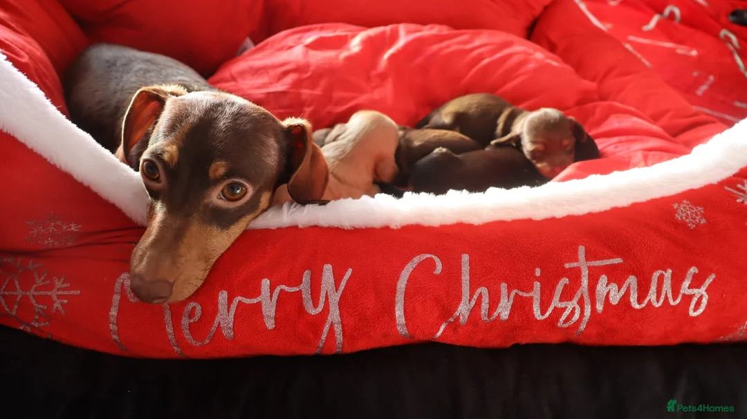 Miniature Dachshund dogs for sale: Sweetest Longhaired/One S.Haired Mini's 🤎🐾 - Advert 2