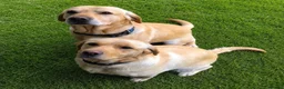Labrador Retriever dogs for sale: 6 KC Registered Labrador Pups 3 Left !! - Advert 14