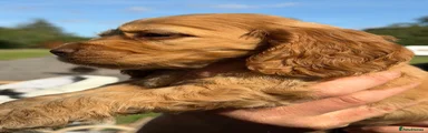 Cocker Spaniel 1