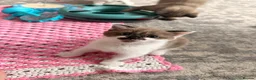Ragdoll cats for sale: female Ragdoll, ready to go June 26th June - Advert 8