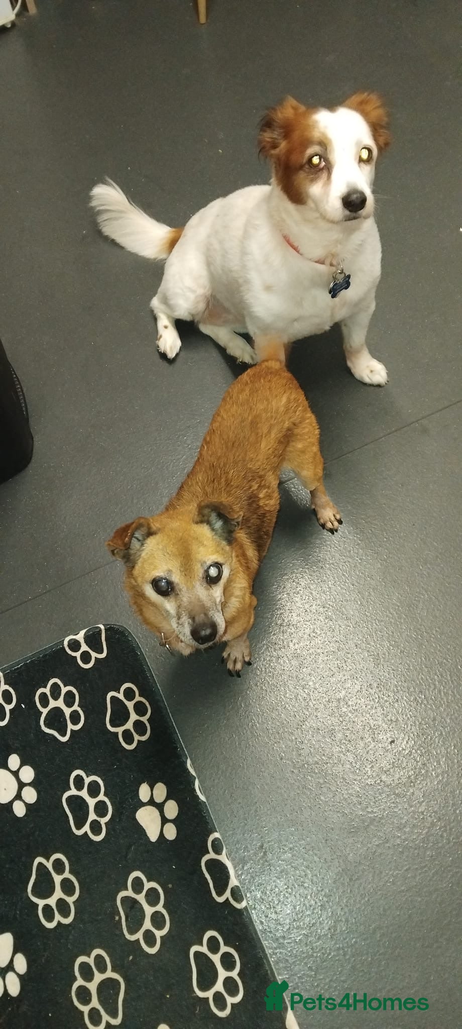 Mixed Breed dogs Ted 💙 - Advert 1