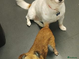 Mixed Breed dogs Ted 💙 - Advert 1