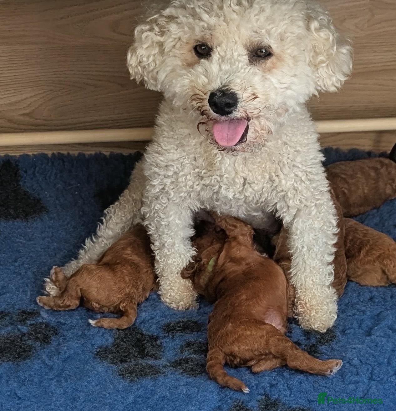Poochon dogs Poochon Puppies - Advert 1