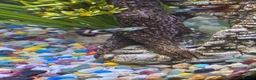 Live Bearers fish for sale: Guppies for free! in Ruislip - Advert 5