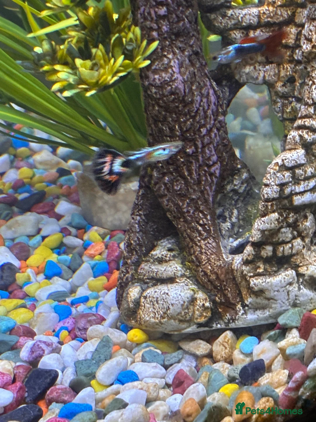Live Bearers fish for sale: Guppies for free! in Ruislip - Advert 5